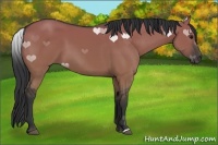 Horse Color:Grullo 