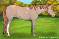 Horse Color:Gold Champagne Dun 