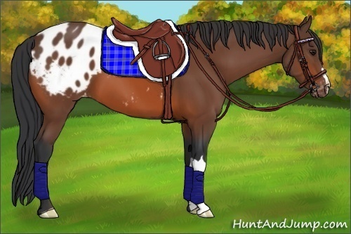 Horse Color:Bay Appaloosa 