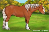 Horse Color:Silver Bay 