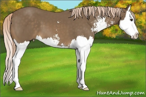 Horse Color:Chocolate Palomino Sabino Splash 