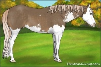 Horse Color:Chocolate Palomino Sabino Splash 