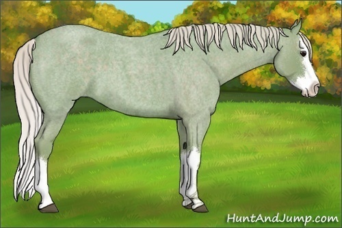 Horse Color:Watercolor Silver Blue Roan Splash