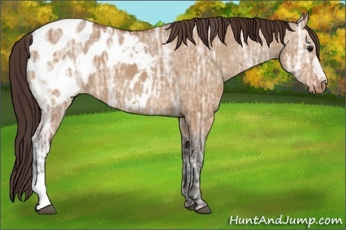 Horse Color:Bay Ice Dun Appaloosa 