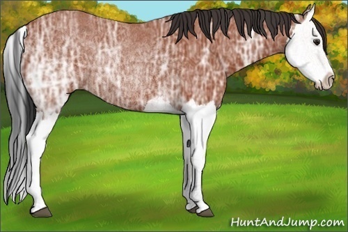 Horse Color:Brown Ice Splash