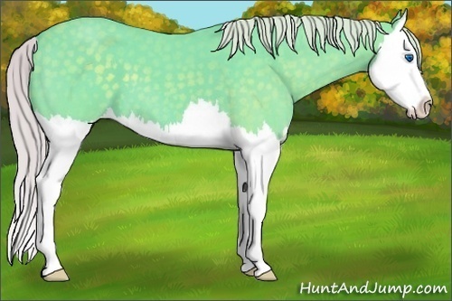 Horse Color:Watercolor Silver Blue Roan Splash 
