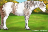 Horse Color:White Spotted Chestnut Ice