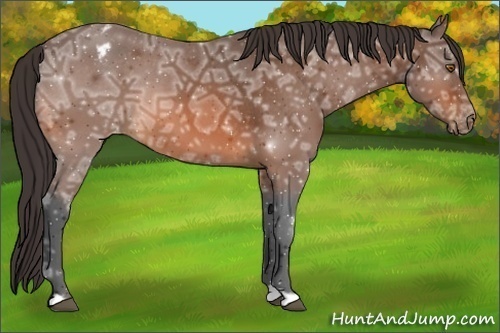 Horse Color:Bay Ice Appaloosa
