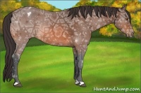 Horse Color:Bay Ice Appaloosa 