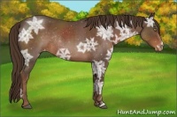Horse Color:Liver Red Ice Roan Appaloosa Rabicano
