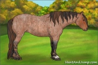 Horse Color:Red Roan  and Bay Roan 