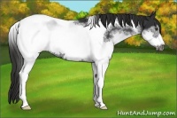 Horse Color:White Spotted Liver Chestnut Tobiano Frame 