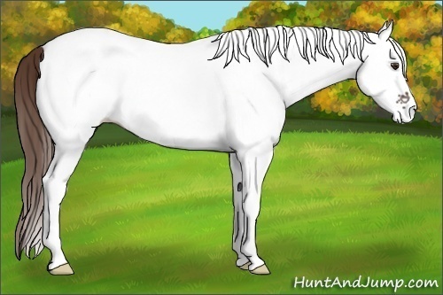 Horse Color:White Spotted Liver Chestnut 
