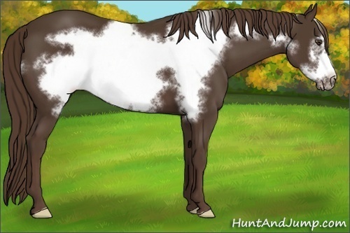 Horse Color:Liver Chestnut Frame 