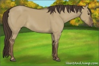 Horse Color:Liver Red Dun