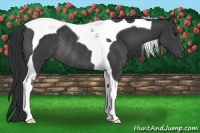 Horse Color:Black Tobiano Rabicano 