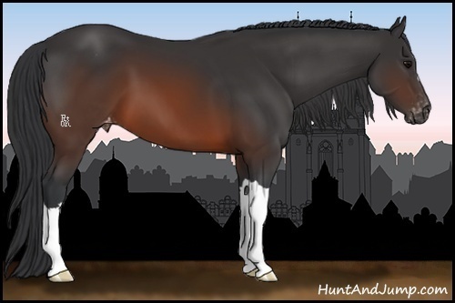 Horse Color:Brown Appaloosa 