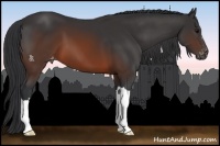 Horse Color:Brown Appaloosa 