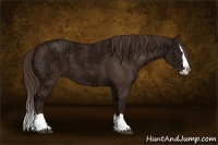 Horse Color:Liver Chestnut Ice Sabino Splash 