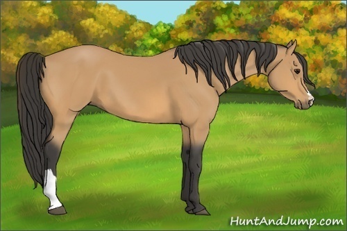 Horse Color:Buckskin 