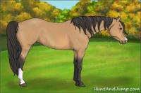 Horse Color:Buckskin 
