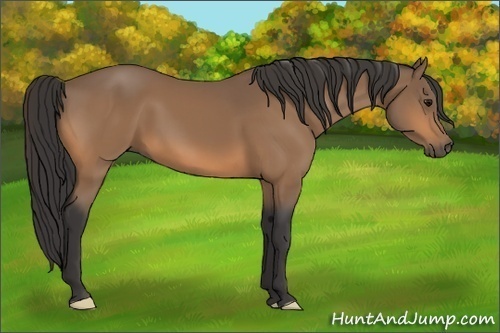 Horse Color:Buckskin 