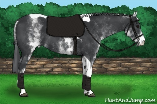 Horse Color:White Spotted Black Tobiano 