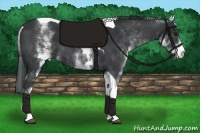 Horse Color:White Spotted Black Tobiano 