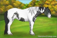 Horse Color:Black Sabino Tobiano