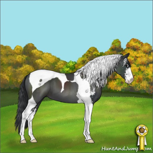 Horse Color:Black Sabino Tobiano 