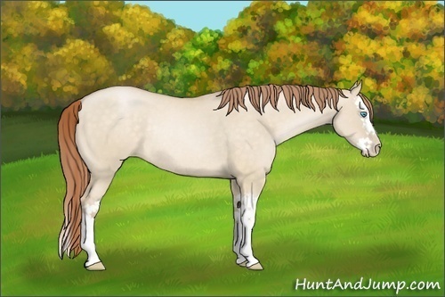 Horse Color:Buckskin Pearl Dun Sabino Splash Rabicano 