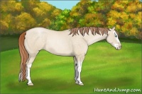 Horse Color:Buckskin Pearl Dun Sabino Splash Rabicano 