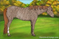 Horse Color:Chestnut Ice Rabicano