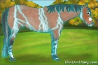 Horse Color:Thunderstruck Bay Roan Splash Rabicano