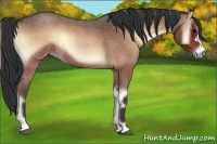 Horse Color:Brown Roan Onyx