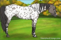 Horse Color:White Spotted Grullo Appaloosa 