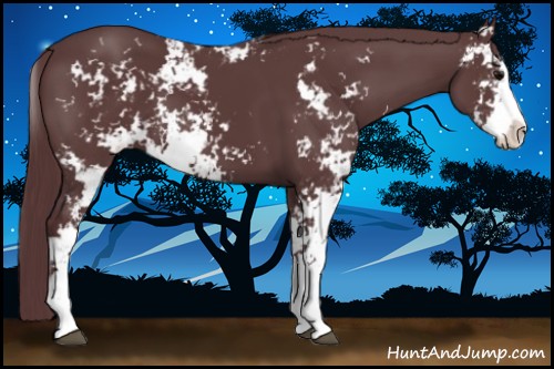 Horse Color:Chocolate Black Sabino