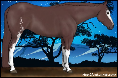 Horse Color:White Spotted Chocolate Black 