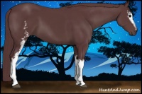 Horse Color:White Spotted Chocolate Black