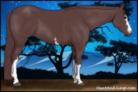 Horse Color:White Spotted Chocolate Black Sabino 