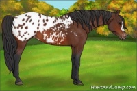 Horse Color:Bay Appaloosa 
