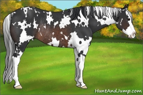 Horse Color:White Spotted Brown Splash Rabicano 