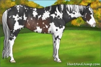 Horse Color:White Spotted Brown Splash Rabicano 