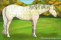 Horse Color:Plaid Silver Amber Champagne Ice Sabino