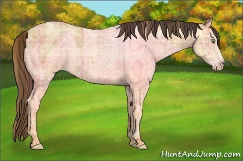 Horse Color:Plaid  Amber Champagne Ice 