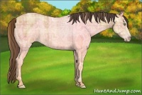 Horse Color:Plaid Amber Champagne Ice