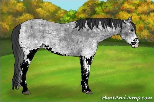 Horse Color:White Spotted Blue Ice Roan Rabicano 