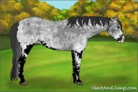 Horse Color:White Spotted Blue Ice Roan Rabicano 