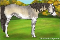 Horse Color:Smoky Blue Onyx Roan Sabino Splash 