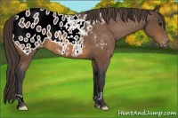 Horse Color:Buckskin Blanket 